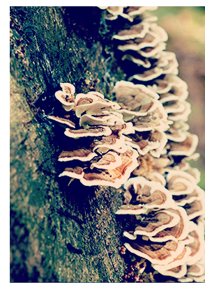 Kids Hike Tree Bark